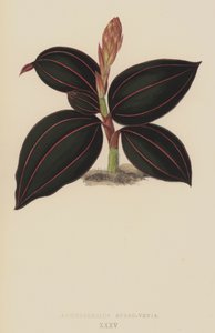 Anoectochilus Rubro-Venia - English School